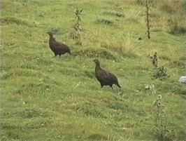 Grouse on Reeth High Moor near Fore Gill Gate, Langthwaite, 10.6 miles into the ride